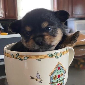 Meet your Posher, David